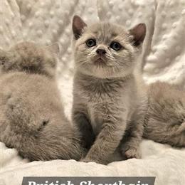 British Shorthair Kittens in Lilac Color Ready for New Homes in Chicago in Chicago, il