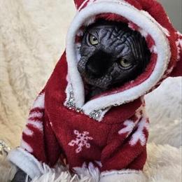 Sphynx Black Female Kitten with TICA Breeding Rights in Chicago, IL in Chicago, il