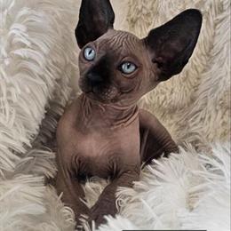 Sphynx Kittens with TICA Breeding Rights in Chicago, IL in Chicago, il