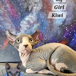 Sphynx Kittens with TICA Breeding Rights in Chicago, IL in Chicago, il