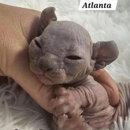 Sphynx Kittens for Sale - TICA Registered with Breeding Rights in Chicago, IL in Chicago, il