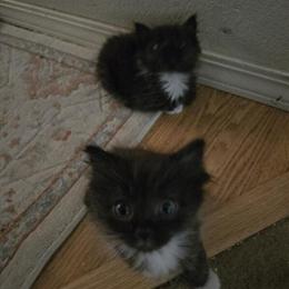 Maine Coon Mix Kittens Available in Woodburn, or
