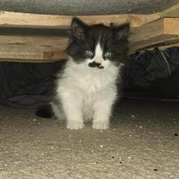 Maine Coon and Lynx Point Siamese Kittens Available for Adoption in Woodburn, or