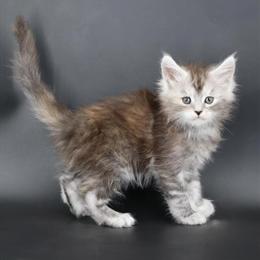 Maine Coon Polydactyl Female Kitten for Sale in Champaign, il