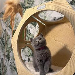 British Shorthair Kitten Seeking Forever Home in East Hartford, ct