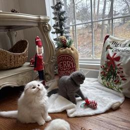 Scottish Fold Kittens Ready for Forever Homes in East Hartford, ct