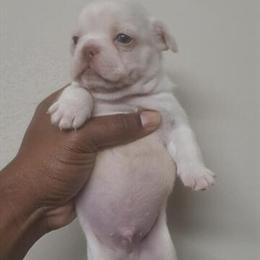 French Bulldog Puppies Available - 6 Weeks Old in Fort Lauderdale, fl