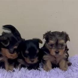 Teacup Yorkshire Terriers Available in Fort Lauderdale, fl
