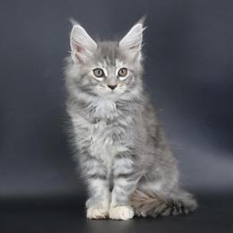 Maine Coon Kittens from MajesticTails Cattery in Champaign, IL in Champaign, il