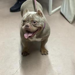 Bully Dog Available for Rehoming in Fort Lauderdale, fl