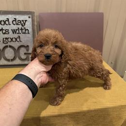 Mini Goldendoodle Puppies Ready for New Homes in Muncie, in