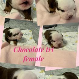 English Bulldog Female Puppy Available for Adoption in Grand Blanc, mi