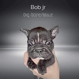 Fluffy French Bulldogs and Carriers Ready for New Homes in Grand Blanc, mi