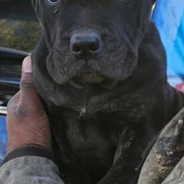 Cane Corso Puppies for Adoption in Memphis, tn