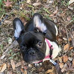 Female French Bulldog Looking for Forever Home in Apopka, fl