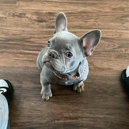 French Bulldog Looking for Forever Home in Winston-Salem, nc