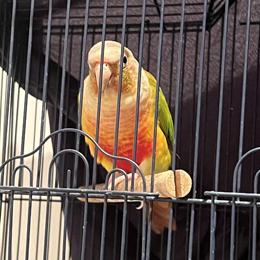 Pineapple Green Cheek Conure for Sale in Albany, ny