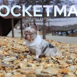 French Bulldog Fluffy Stud Available for Service in Winston-Salem, nc