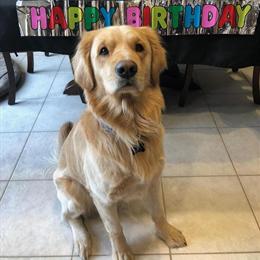 Golden Retriever Stud Service - AKC Proven and Championship Bloodline in Utica, mi