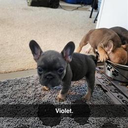 Blue Merle Puppies Available - Health Guaranteed in Wausau, wi