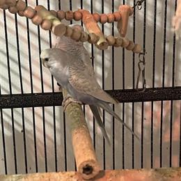 Budgerigar for Adoption in Albany, ny