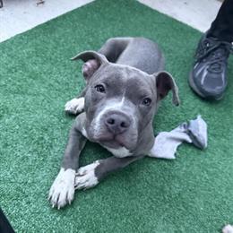 American Bully Pup for Rehoming in Philadelphia, pa