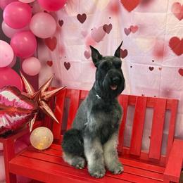 Pepper Salt Giant Schnauzer Puppies Available in Bay City, mi