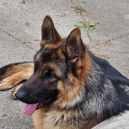 German Shepherd Stud for Breeding - AKC Registered in Detroit, mi