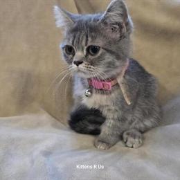 Munchkin Kittens for Adoption in Dayton, tx