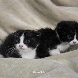 Scottish Fold Kittens Ready for Forever Homes in Dayton, tx