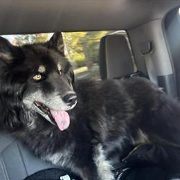 Siberian Husky, 2 years old male, fully trained in Pontiac, mi