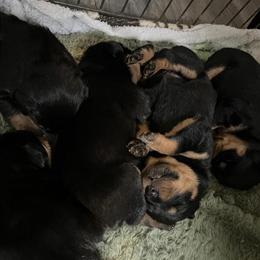 Rottweiler puppies for sale with papers in Roseville, mi