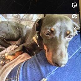 Miniature Dachshund Stud Available in Benson, nc
