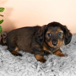 Mini Dachshund Puppies Available in Indiana in Topeka, in
