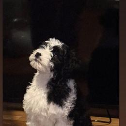 Goldendoodle Puppy Available in Upton, ma