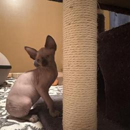 Sphynx Kittens Available for Adoption - Perfect Christmas Gift in Cleveland, oh