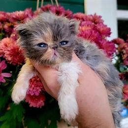 Persian Kittens Available - Pure White and Blue Point Females in Portland, or