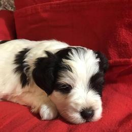Mini Schnauzer Puppies Ready for Christmas in Cleveland, tx