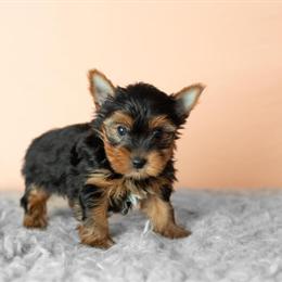AKC Yorkshire Terrier Male Puppy Available in Indiana in Topeka, in