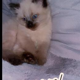 Kittens Available - Ready Mid November in Philadelphia, pa