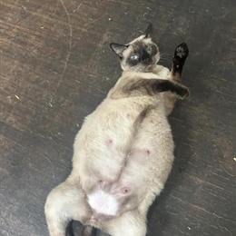 Siamese Kittens Ready for New Homes in November 2025 in Philadelphia, pa