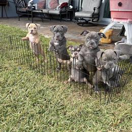 Pocket Bullies Available - 14 Weeks Old in Port Saint Lucie, fl