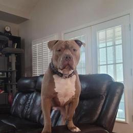 American Bulldog Puppies Available for Loving Homes in Dacula, ga