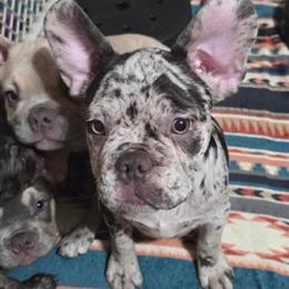 French Bulldogs - Fluffy Carriers Available in Coatesville, in