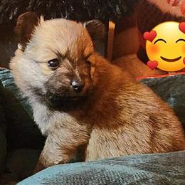 Pomeranian Male Ready for Adoption on December 23rd in Oshkosh, wi