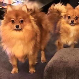Pomeranian Puppies Available for Christmas in Oshkosh, wi
