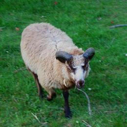 Shetland Sheep Lambs for Sale - Ewe and Ram Lambs Available in Alliance, oh