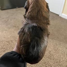 Yorkshire Terrier Puppies Ready for Adoption in Durham, nc