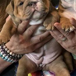English Bulldog Female Puppy Available Now in Grand Blanc, mi