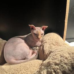 Female Sphynx Cat Available in Mount Vernon, oh